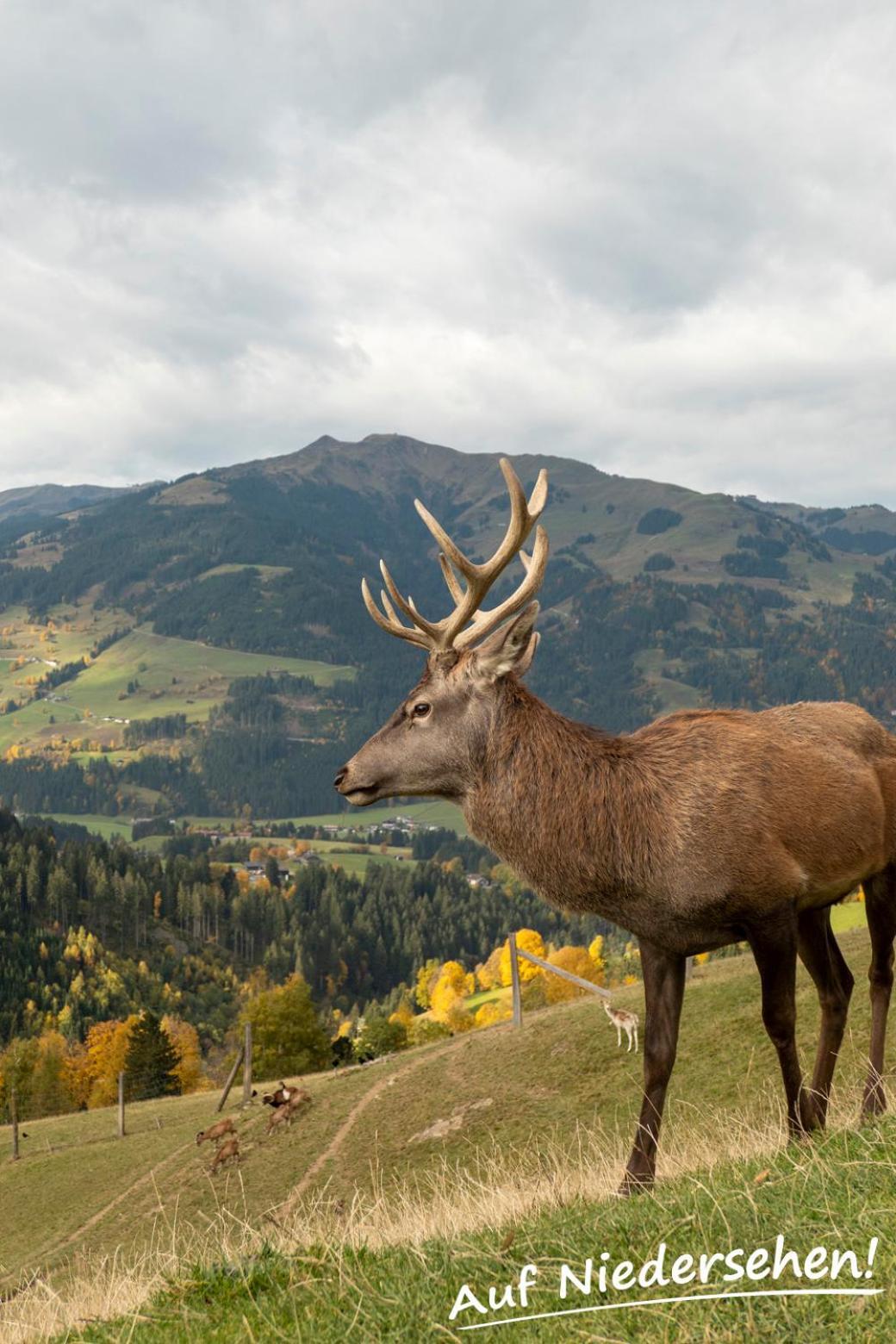 Ferienwohnung Auf Niedersehen - 8 Personen - Kitzbuehler Alpen - Hoehe Tauern Np 胡勒斯巴赫平 外观 照片